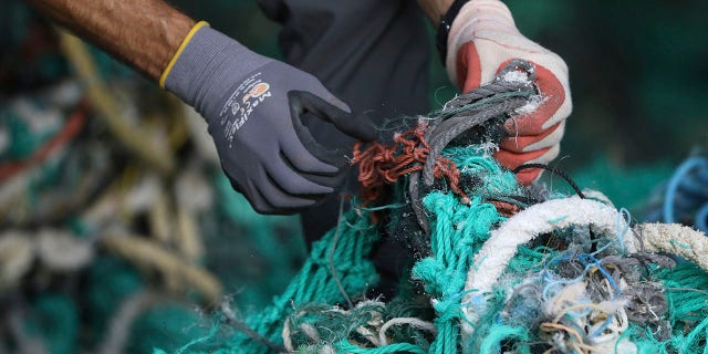 Drew McWhirter, a graduate student at Hawaii Pacific University's Center for Marine Debris Research, pulls apart a massive entanglement of ghost nets on Wednesday, May 12, 2021, in Kaneohe, Hawaii. Researchers are conducting a study that is attempting to trace derelict fishing gear that washes ashore in Hawaii back to the manufacturers and fisheries that it came from. (AP Photo/Caleb Jones)