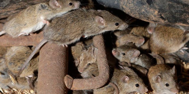 Des souris errent autour du grain stocké dans une ferme près de Tottenham, en Australie, le 19 mai 2021.