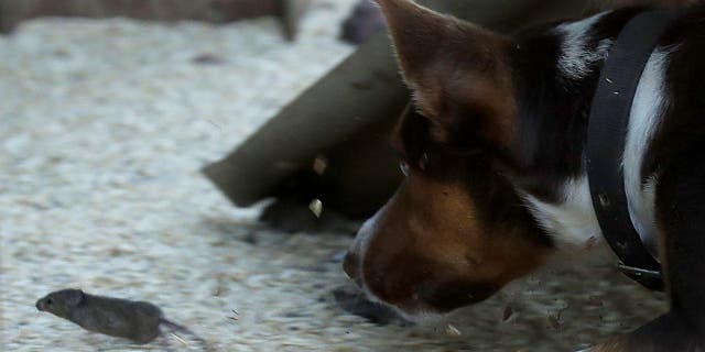 Hank, un chien de travail devenu souris, poursuit une souris dans une ferme près de Tottenham, en Australie, le 19 mai 2021.