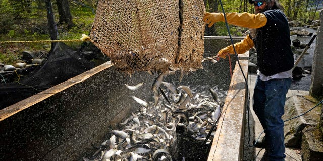 Doug Young unloads a net full of river herring, also known as alewives, during a harvest, Sunday, May 16, 2021, in Franklin, Maine. The fish are sold as bait to commercial fishermen. (AP Photo/Robert F. Bukaty)