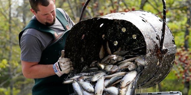 Dustin Young unloads a barrel of alewives, during a harvest, Sunday, May 16, 2021, in Franklin, Maine. The fish are sold as bait to commercial fishermen. (AP Photo/Robert F. Bukaty)