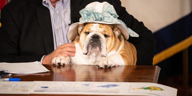 West Virginia Governor Jim Justice's English bulldog wears a hat. The dog is the face of the state's COVID-19 vaccination rollout. (Picture courtesy of the Office of Governor Jim Justice). 