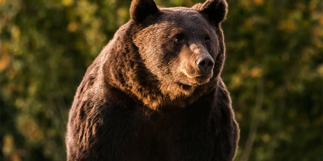 En este Oct. 2019 handout photo provided by NGO Agent Green, Arthur, a 17 year-old bear, is seen in the Covasna county, Romania.