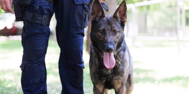 California AB 742 prohibits police from using dogs to bite suspects or to make arrests or crowd control.