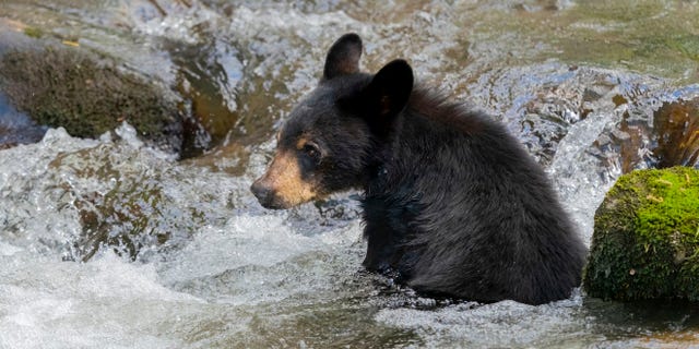 A group of seven black bears recently crashed a high school group’s pool party in Gatlinburg, Tennessee. (iStock)