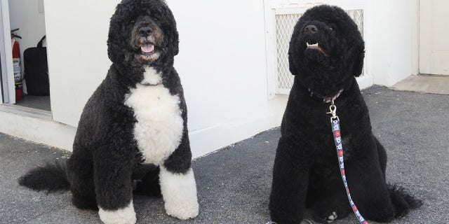 3/18/15 - The White House- Washington DC First dogs Bo and Sunny Obama wait to go for a romp on the South Lawn of the White House. photos by: Christy Bowe- ImageCatcher News (Photo by ImageCatcher News Service/Corbis via Getty Images)