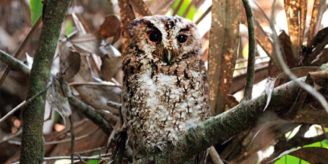 Smithsonian ecologist Andy Boyce reported the rediscovery and photographed the elusive Bornean subspecies of the Rajah scops owl, <i>Otus brookii brookii</i>, in the mountainous forests of Mount Kinabalu in Sabah, Malaysia. (Courtesy Andy Boyce / Smithsonian Magazine)