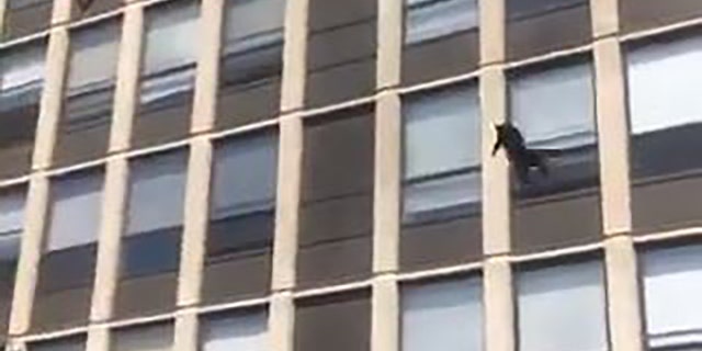 The cat fell, bounced on the grass, and walked away safely, according to the video.