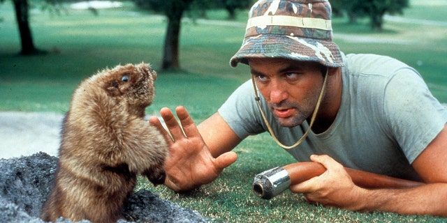 Bill Murray eye to eye with a gopher in a scene from the film 'Caddyshack', directed by Harold Ramis, 1980.