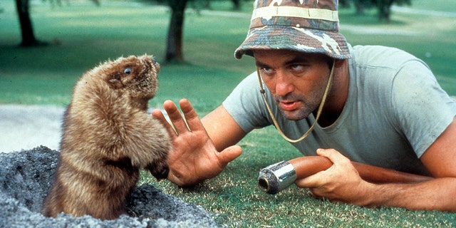 Bill Murray eye to eye with a gopher in a scene from the film 'Caddyshack', directed by Harold Ramis, 1980.
