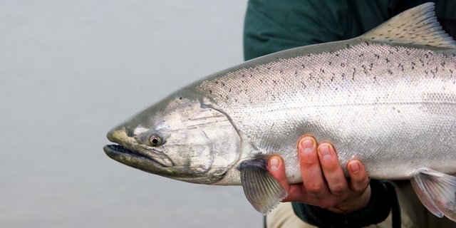 A 12-year-old fisherman won the Spring LOC Derby in upstate New York on Sunday when he reeled in a 26-pound, 10-ounce Chinook salmon (not pictured). (iStock)