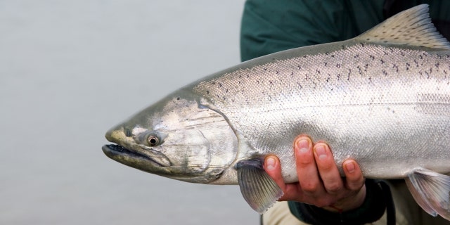 A 12-year-old fisherman won the Spring LOC Derby in upstate New York on Sunday when he reeled in a 26-pound, 10-ounce Chinook salmon (not pictured). (iStock)