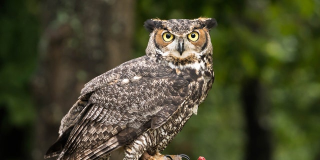 Ohio Gov. Mike DeWine recently signed a new law allowing falconers in the state to use owls for hunting small game.