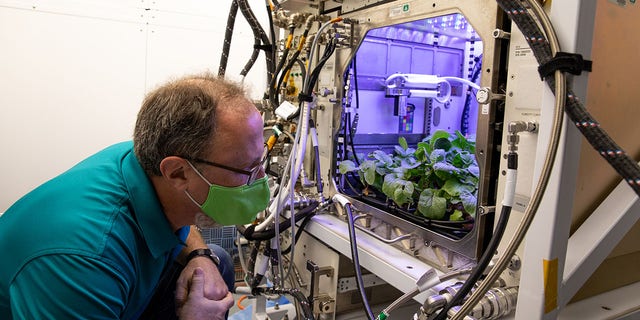 Dave Reed, Florida operations director for Techshot, Inc., observes radishes growing in the Advanced Plant Habitat (APH) ground unit inside the Space Station Processing Facility at NASA’s Kennedy Space Center in Florida on Dec. 14, 2020. The radishes are a ground control crop for the Plant Habitat-02 (PH-02) experiment, which also involves growing two similar radish crops inside the International Space Station’s APH. NASA astronaut Kate Rubins harvested the first crop on Nov. 30, and the second harvest aboard the orbiting laboratory is planned for Dec. 30. Once samples return to Earth, researchers will compare those grown in space to the radishes grown here on Earth to better understand how microgravity affects plant growth.
