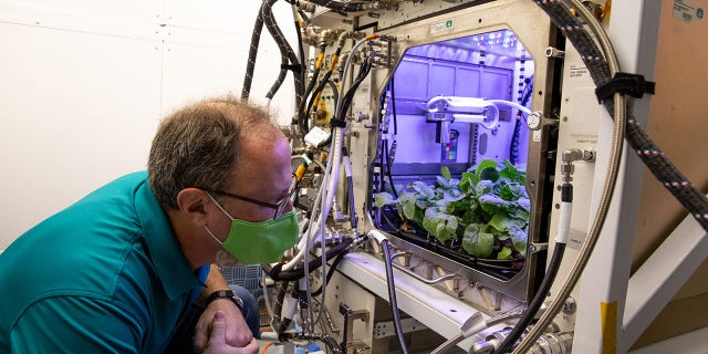 Dave Reed, Florida operations director for Techshot, Inc., observes radishes growing in the Advanced Plant Habitat (APH) ground unit inside the Space Station Processing Facility at NASA’s Kennedy Space Center in Florida on Dec. 14, 2020. The radishes are a ground control crop for the Plant Habitat-02 (PH-02) experiment, which also involves growing two similar radish crops inside the International Space Station’s APH. NASA astronaut Kate Rubins harvested the first crop on Nov. 30, and the second harvest aboard the orbiting laboratory is planned for Dec. 30. Once samples return to Earth, researchers will compare those grown in space to the radishes grown here on Earth to better understand how microgravity affects plant growth.