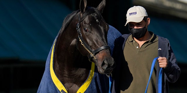 Kentucky Derby winner Medina Spirit is walked to be groomed after a morning exercise at Pimlico Race Course ahead of the Preakness Stakes horse race, martes, Mayo 11, 2021, in Baltimore.