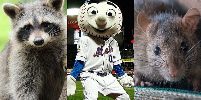 Raccoon or rat? Maybe Mr. Met knows.