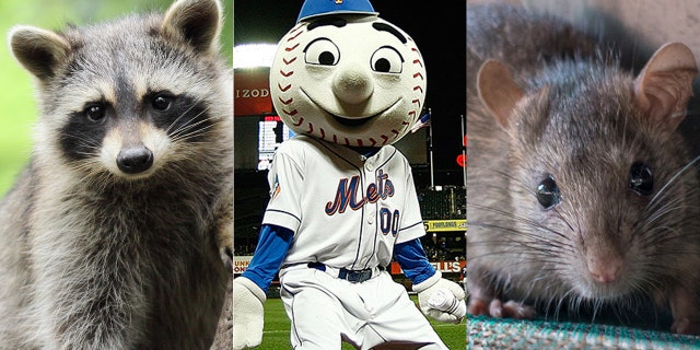 Raccoon or mouse? Maybe Mr. Mette knows.