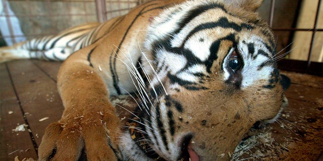 FILE: Ming, a mixed Siberian/Bengal tiger who was removed from a New York City apartment, lies tranquilized at Noah's Lost Ark Animal Sanctuary in Berlin Center, Ohio, to move him from his transport cage into another cage. 