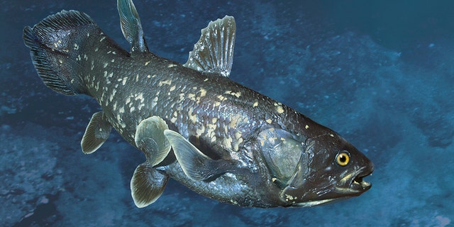 Rare prehistoric fish, previously believed to be extinct, is considered to be the missing link between fish and tetrapod.