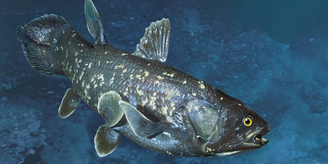 Rare prehistoric fish, previously believed to be extinct, is considered to be the missing link between fish and tetrapod.