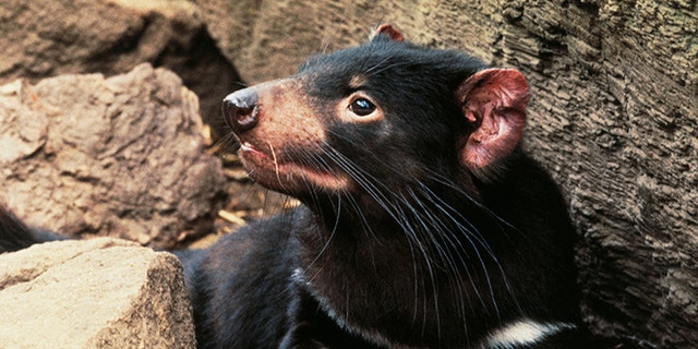 Jeff Corwin on historic Tasmanian devil return: It's 'a glimmer of hope