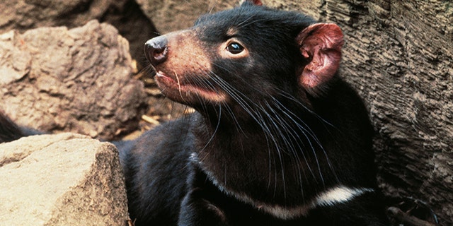 MARCH 03: Tasmanian devil (Sarcophilus harrisii), Dasyuridae. (Photo by DeAgostini/Getty Images)