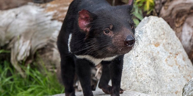 Tasmanian devil (Sarcophilus harrisii), largest carnivorous marsupial native to Australia. (Photo by: Arterra/Universal Images Group via Getty Images)