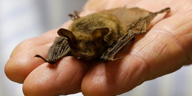 FILE — In this Feb. 8, 2017 file photo, a northern long-eared bat is held at the Cleveland Museum of Natural History, in Cleveland. 