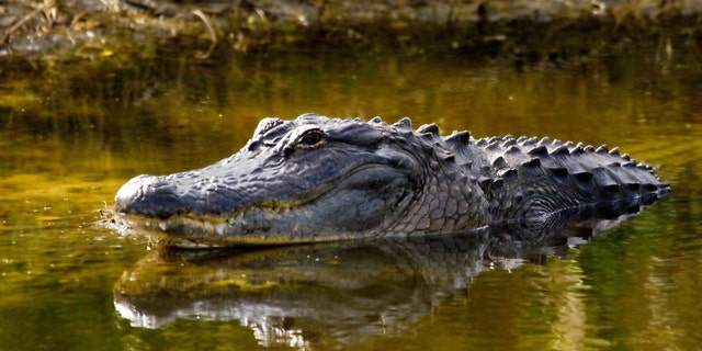 A man in Florida rescued his 8-month-old puppy from the jaws of an alligator this week. 