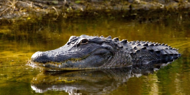 A man in Florida rescued his 8-month-old puppy from the jaws of an alligator this week.