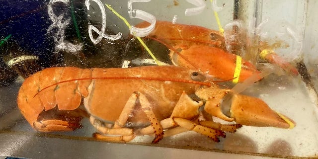 The lobsters were identified as orange Canadian lobsters and were reportedly on sale for about $ 36.