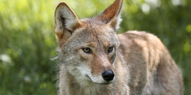 Les loups sont carnivores et se nourrissent de petits mammifères.