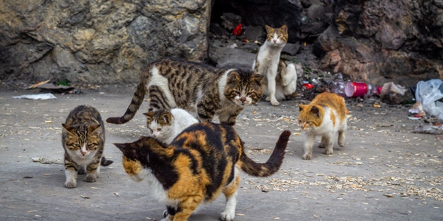 Trap, neuter, return programs, such as ARF's "Operation Cat," aim to reduce the number of feral kittens born each year by humanely trapping cats, spaying or neutering them and then returning them to their colony. 