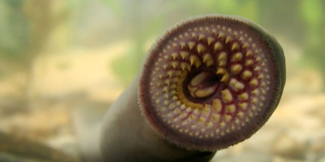 The divers spotted an animal known as the vampire fish (a pacific lamprey) in the American River, a waterway that runs for 30 miles near Sacramento.