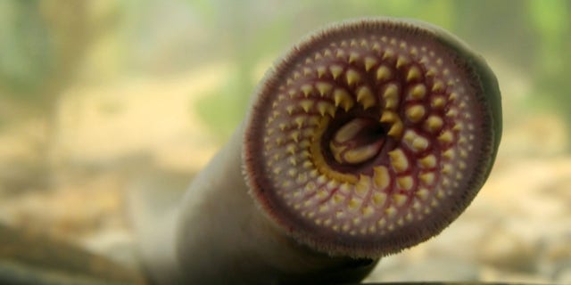 The divers spotted an animal known as the vampire fish (a pacific lamprey) in the American River, a waterway that runs for 30 miles near Sacramento.