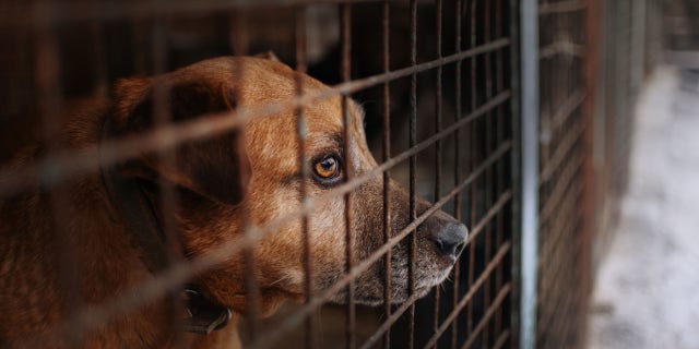 Reports of a troubling trend have begun to surface across the country of large numbers of people returning pets that they adopted during the pandemic.