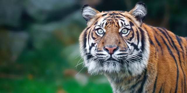 Tiger staring at camera