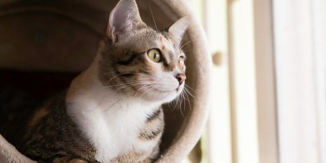 A shorthair cat sits on cat tree.