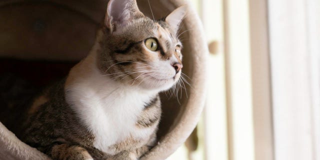 The names Luna, Lily and Bella are the top three most common names for female cats.