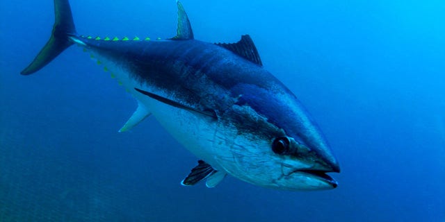 FILE PHOTO: Ahi can grow to be up to 400 pounds and are found in tropical oceans around the world. 