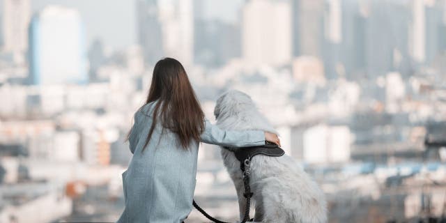 Some city slickers like dogs more than others, according to Zillow and Rover.com's joint survey. (iStock)