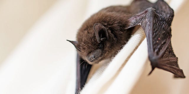 This common pipistrelle (Pipistrellus pipistrellus) is a small brown bat. 