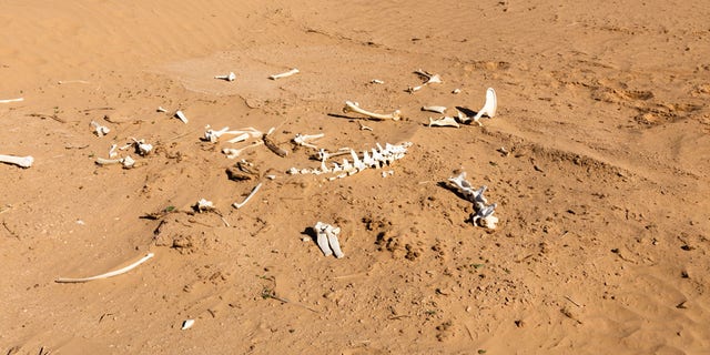 Bones of deceased humans and animals were often fashioned into tools and accessories, archeologists say.