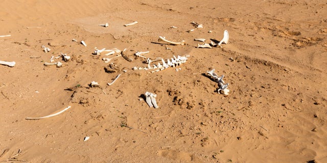 Bones of deceased humans and animals were often fashioned into tools and accessories, archeologists say.