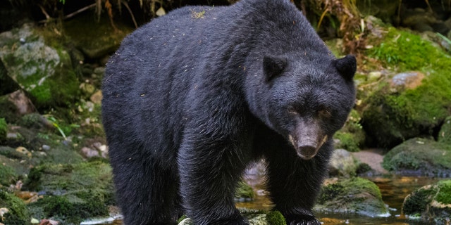 American Black Bear