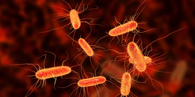 An E. coli outbreaks has infected nearly 30 people across Michigan and Ohio, according to the CDC. 