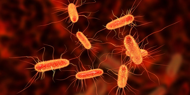 An E. coli outbreaks has infected nearly 30 people across Michigan and Ohio, according to the CDC.