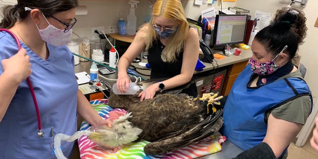 Friends of the Feathered and Furry Wildlife Center took over care of the bald eagle.