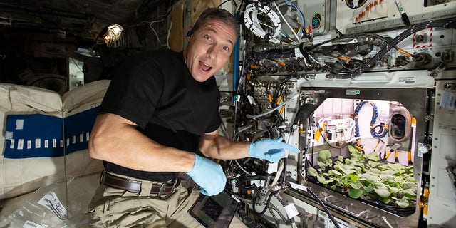 Michael Hopkins welcomes in the new year by preparing to harvest radishes for Plant Habitat-02 on December 27, 2020. Radishes are one of several options being investigated as potential food sources to sustain future long-duration missions. The Crew-1 astronauts were also involved in Food Physiology experiments evaluating an enhanced spaceflight diet on their immune systems and gut microbiomes.